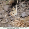 plebejidea loewii talysh female 2